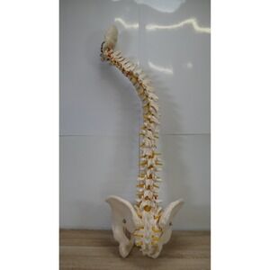 Didactic Flexible Spinal Column Anatomy Model Human Skeleton Specimen - 32 in